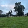 20 organic ewe Hoggets Image 4