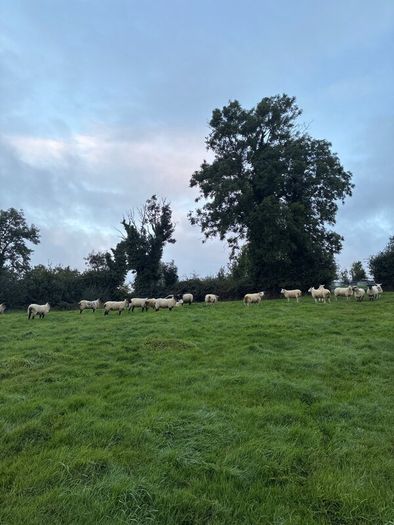 20 organic ewe Hoggets