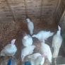turkeys Image 2