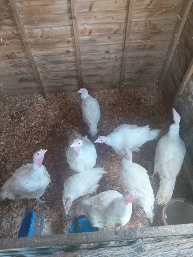 turkeys
