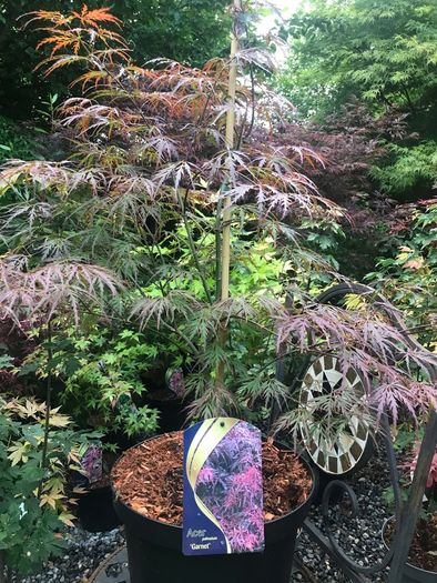 Japanese maples and Native irish Trees & Shrubs