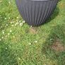Plant pots Image 6