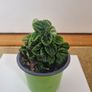 Peperomia caperata emerald plant Image 2