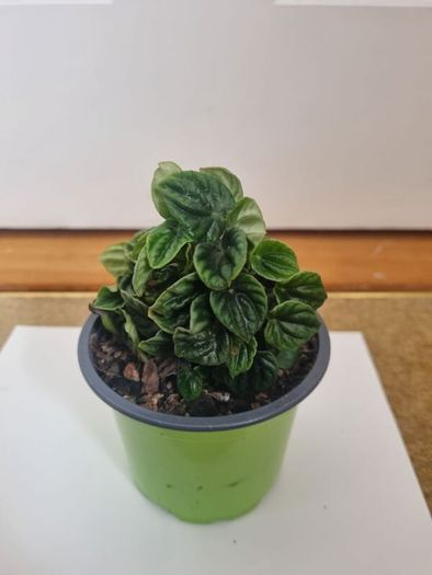 Peperomia caperata emerald plant