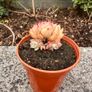 plant Image 2