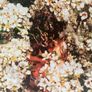 MMOTHS aka Jack Colleran Irish Electronic Vinyl EP1 Vinyl 2012 SQE107 Image 6
