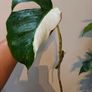 No.79 Monstera Albo Fresh cutting Image 2
