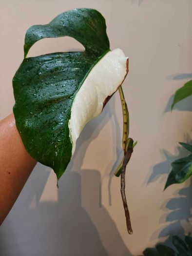 No.79 Monstera Albo Fresh cutting