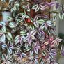Trailing House Plants. Image 3