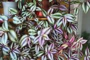 Trailing House Plants.