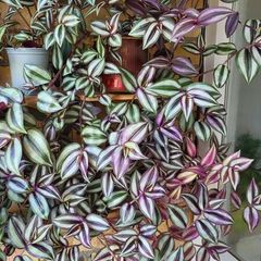 Trailing House Plants.