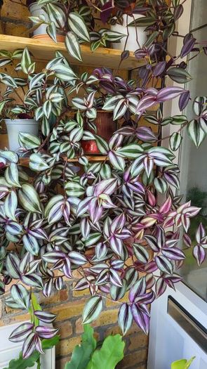 Trailing House Plants.