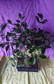 Bonsai