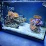 Marine tank Image 3