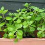Cuban oregano.Mexican mint. Herb and Geranium Lemon Image 6