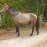 2 YO Irish Draught horse Image 2