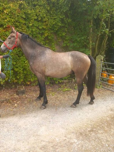 2 YO Irish Draught horse