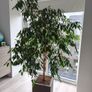 Ficus tree Image 4