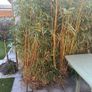 7 mature Bamboo Trees for sale Image 2