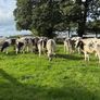 27 super Belgian Blue Heifers for sale Image 3