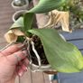 Free Orchid Needs Tlc Image 2