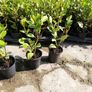 Griselinia Coastal Hedging Image 9