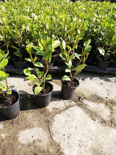 Griselinia Coastal Hedging