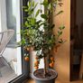 Orange / mandarine tree plant Image 3