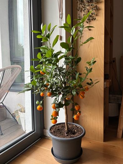 Orange / mandarine tree plant