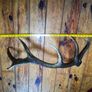 Huge Red Deer Antler Image 2