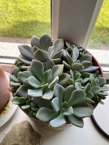 plant collection