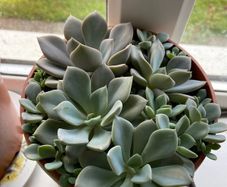 plant collection