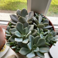 plant collection