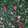 Garden Flower Trellis Image 5