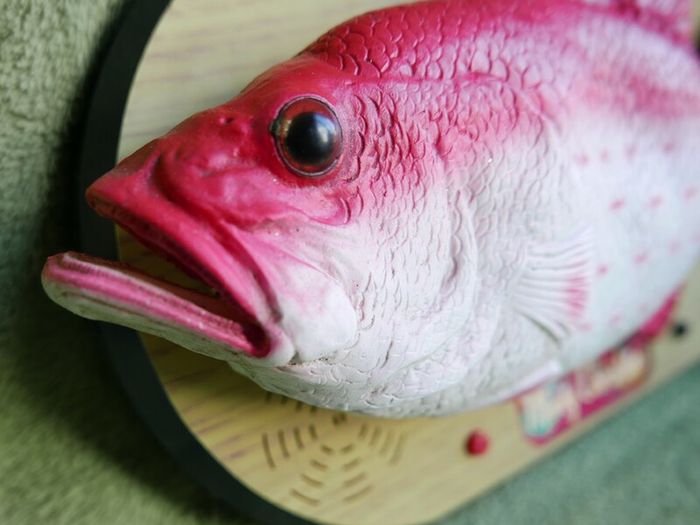 Rock King Tommy the xmas singing fish