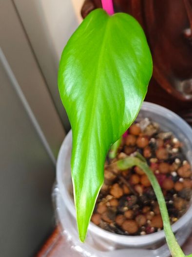 Monstera Burle Marx Flame base cut
