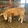 2 breeding  heifers Image 5