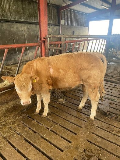 2 breeding  heifers
