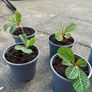 plant of happiness Image 5