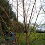Tree Damson Image 5