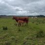 4x Suckler Cows & 3x Charley Heifer & 1 Bull Calf Image 2
