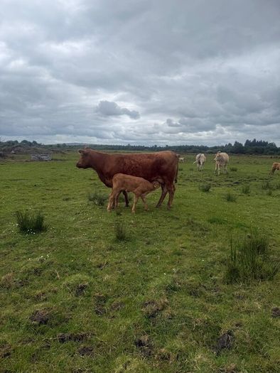 4x Suckler Cows & 3x Charley Heifer & 1 Bull Calf