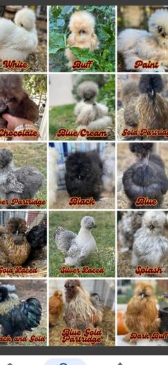 Hens, point of lay pullets