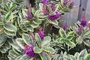Showy veronica Plant