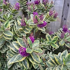 Showy veronica Plant