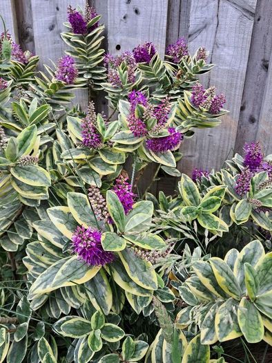 Showy veronica Plant
