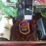 Corn Snake Large Exoterra Starter kits Image 3