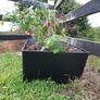 Flower pots/planters Image 4