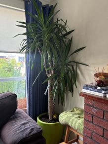 Large yucca plant with pot