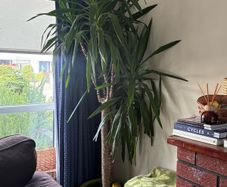 Large yucca plant with pot